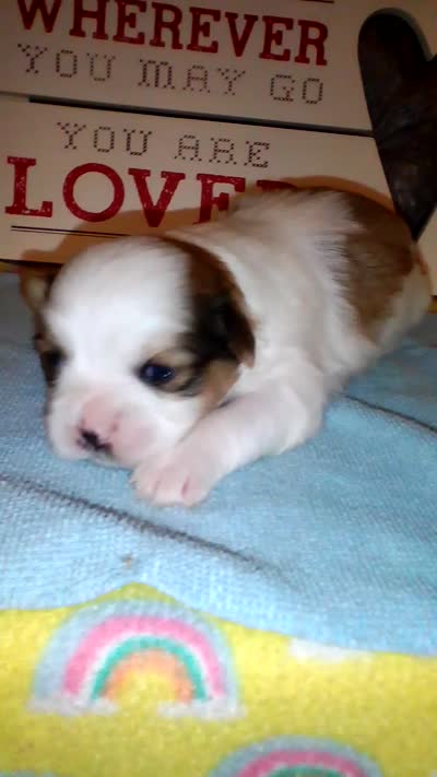 Lumpy, a male Shih Tzu for sale in Shippensburg, PA – 5 of 5