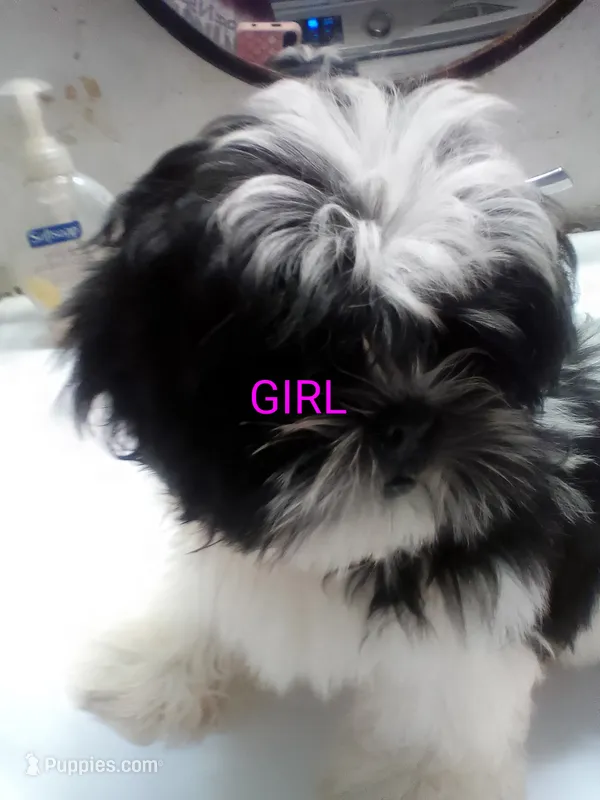May – Shih Tzu puppy for sale in Shippensburg, PA