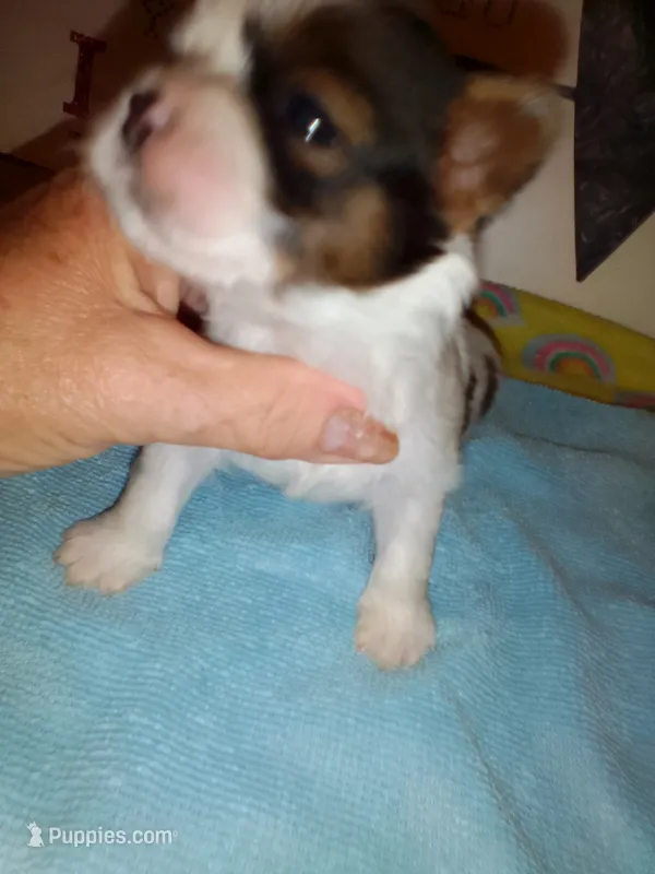 Able – Shih Tzu puppy for sale in Shippensburg, PA