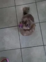 Sezy, a female Chihuahua for sale in Shippensburg, PA – Photo 2 of 6