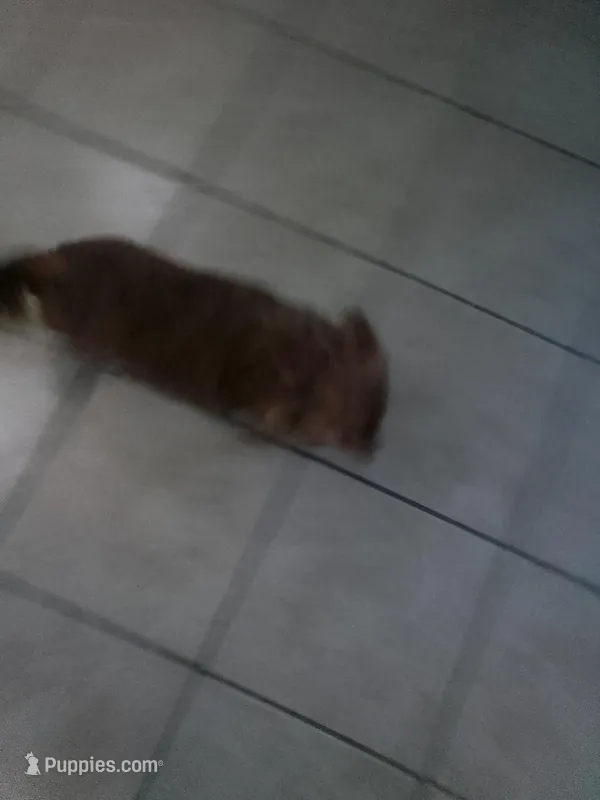 Sezy – Chihuahua puppy for sale in Shippensburg, PA