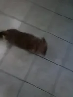 Sezy, a female Chihuahua for sale in Shippensburg, PA – Photo 1 of 6