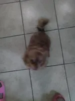 Sezy, a female Chihuahua for sale in Shippensburg, PA – Photo 6 of 6