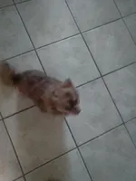 Sezy, a female Chihuahua for sale in Shippensburg, PA – Photo 5 of 6