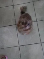 Sezy, a female Chihuahua for sale in Shippensburg, PA – Photo 3 of 6