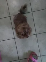 Sezy, a female Chihuahua for sale in Shippensburg, PA – Photo 4 of 6