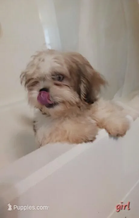 Bubba – Shih Tzu puppy for sale in Shippensburg, PA