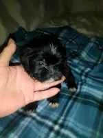 Buttons, a male Shih Tzu for sale in Shippensburg, PA – 5 of 9
