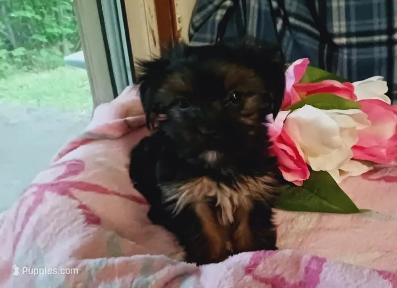 Zamya – Yorkshire Terrier puppy for sale in Shippensburg, PA