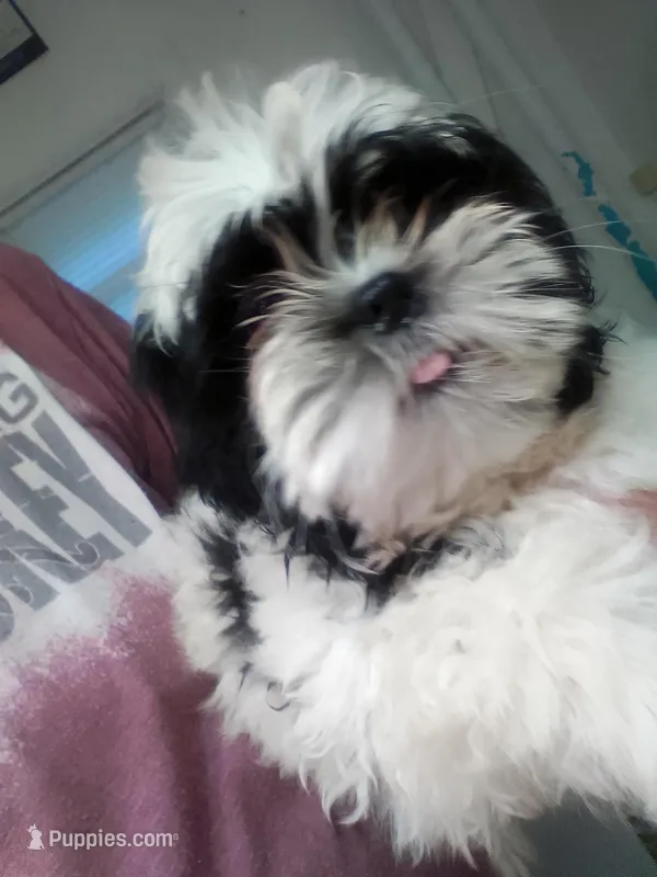 Butch  – Shih Tzu puppy for sale in Shippensburg, PA