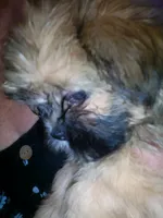 Brice, a male Shih Tzu for sale in Shippensburg, PA – 7 of 10