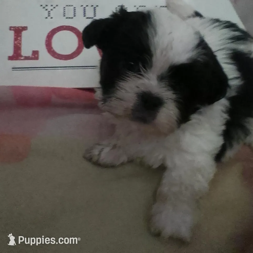 Precious , a female Shih Tzu for sale in Shippensburg, PA – Photo 1 of 2