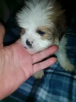 Lumpy, a male Shih Tzu for sale in Shippensburg, PA – 10 of 10