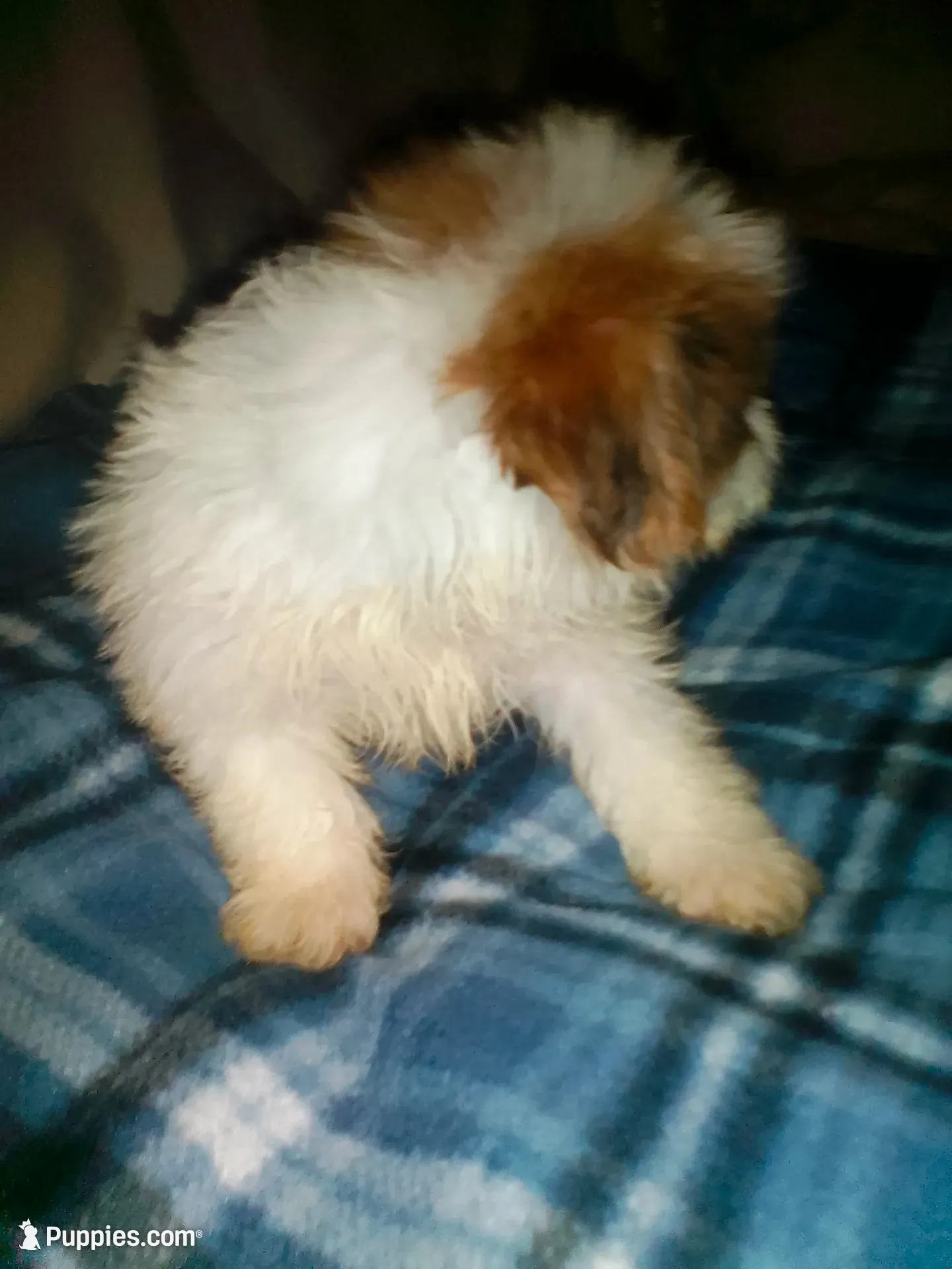 Lumpy, a male Shih Tzu for sale in Shippensburg, PA – 4 of 10
