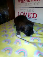 Buttons, a female Shih Tzu for sale in Shippensburg, PA – 3 of 4
