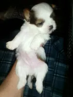 Able, a male Shih Tzu for sale in Shippensburg, PA – 5 of 9