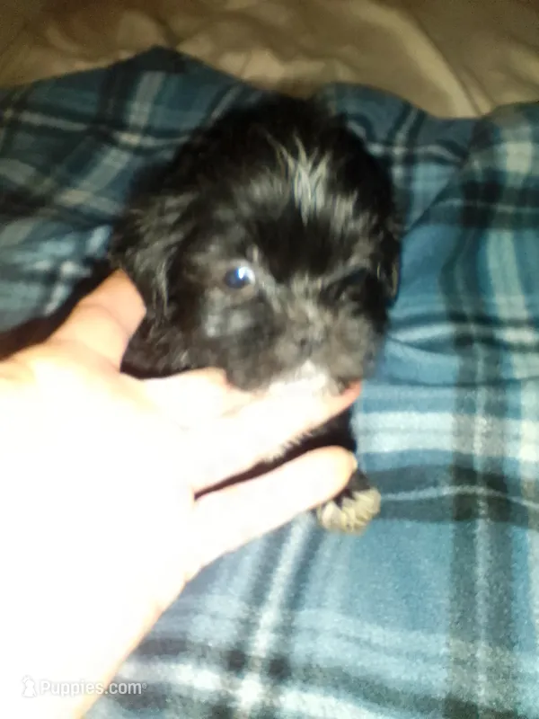 Buttons – Shih Tzu puppy for sale in Shippensburg, PA