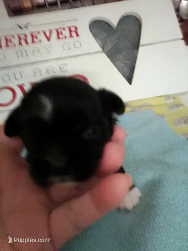 Winston – Shih Tzu puppy for sale in Shippensburg, PA