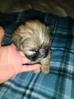 Brice, a male Shih Tzu for sale in Shippensburg, PA – 2 of 10