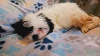 Lou. (Small), a female Shih Tzu for sale in Shippensburg, PA – 2 of 8