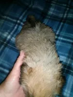 Brice, a male Shih Tzu for sale in Shippensburg, PA – 5 of 10