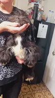 Domino, a male Shih Tzu for sale in Shippensburg, PA – 4 of 6