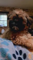 Benni (small), a male Shih Tzu for sale in Shippensburg, PA – 7 of 7