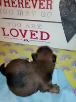 Lusious , a male Shih Tzu for sale in Shippensburg, PA – 3 of 7