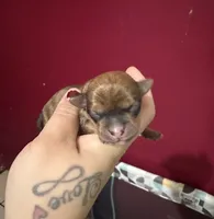 Abraham, a male Chihuahua and Miniature Goldendoodle for sale in Penns Grove, NJ – 2 of 2