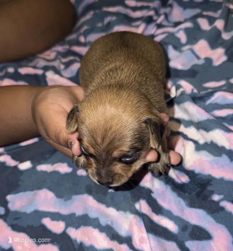 Abraham – Chihuahua, Miniature Goldendoodle puppy for sale in Penns Grove, NJ