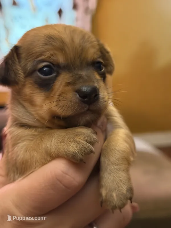 Abraham – Chihuahua, Miniature Goldendoodle puppy for sale in Penns Grove, NJ
