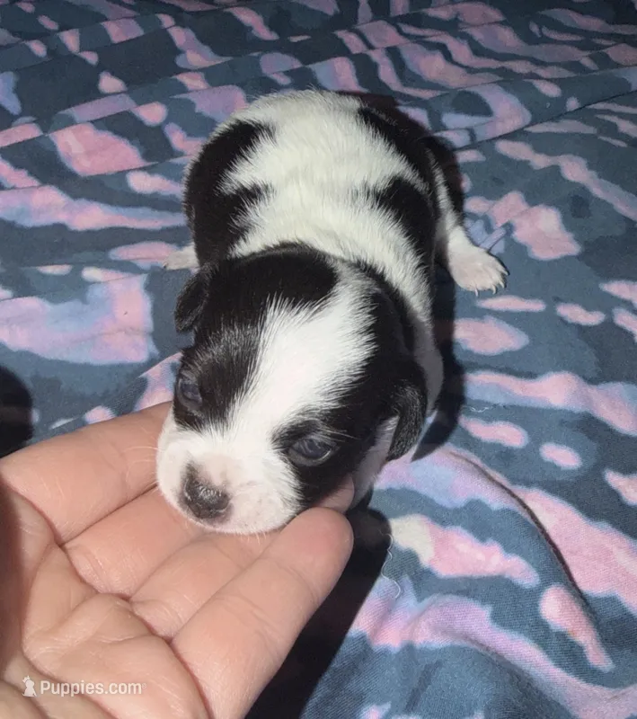 Ruth – Chihuahua, Miniature Goldendoodle puppy for sale in Penns Grove, NJ