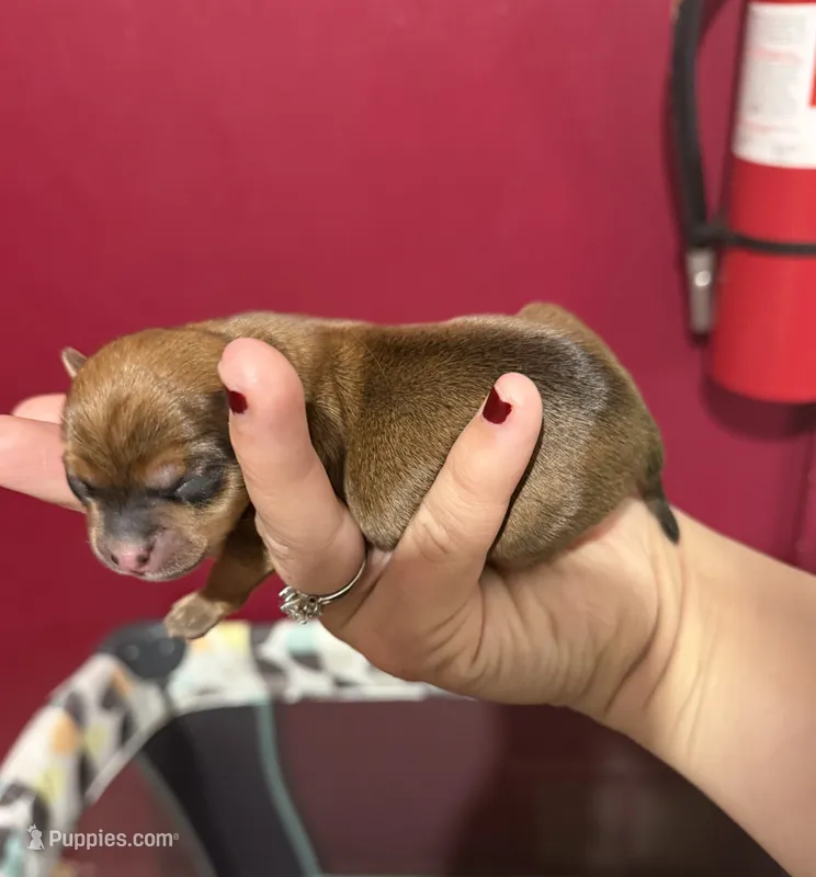 Abraham – Chihuahua, Miniature Goldendoodle puppy for sale in Penns Grove, NJ