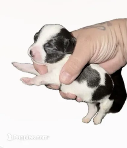 Ruth – Chihuahua, Miniature Goldendoodle puppy for sale in Penns Grove, NJ
