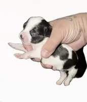 Ruth, a female Chihuahua and Miniature Goldendoodle for sale in Penns Grove, NJ – 1 of 2