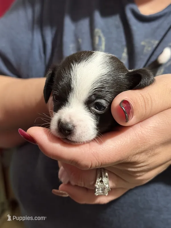 Ruth – Chihuahua, Miniature Goldendoodle puppy for sale in Penns Grove, NJ