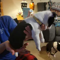 Saint , a male Boston Terrier for sale in Raleigh, NC – Photo 3 of 6