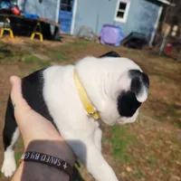 Saint , a male Boston Terrier for sale in Raleigh, NC – Photo 4 of 6