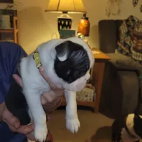 Saint , a male Boston Terrier for sale in Raleigh, NC – Photo 2 of 6