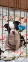 Saint , a male Boston Terrier for sale in Raleigh, NC – Photo 1 of 6