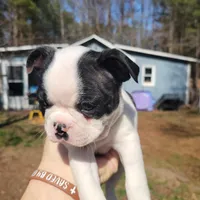 Saint , a male Boston Terrier for sale in Raleigh, NC – Photo 6 of 6