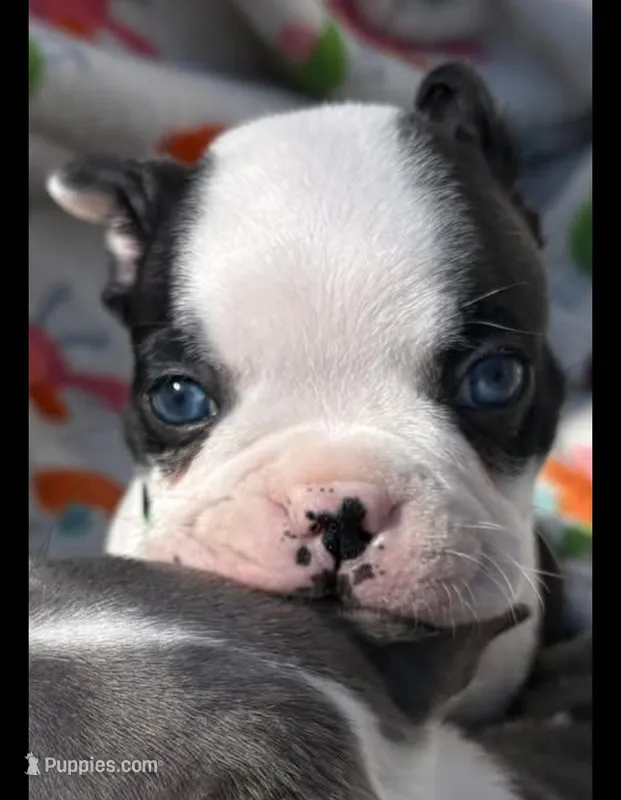 Mr Pickles, a male Boston Terrier for sale in Raleigh, NC – Photo 1 of 1