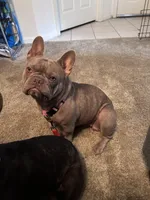 Rosie, a female French Bulldog for sale in Gainesville, FL – 2 of 2