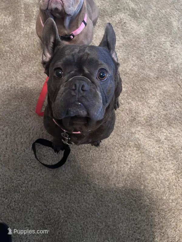 Myra – French Bulldog puppy for sale in Gainesville, FL