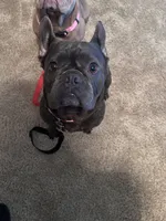 Myra, a female French Bulldog for sale in Gainesville, FL – 1 of 1