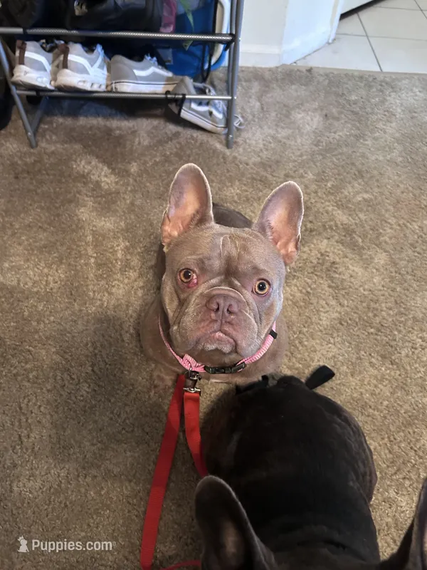 Rosie – French Bulldog puppy for sale in Gainesville, FL