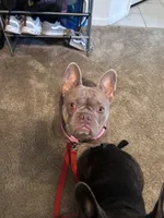 Rosie, a female French Bulldog for sale in Gainesville, FL – 1 of 2