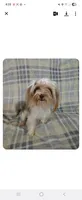 Milo, a male Yorkshire Terrier for sale in Blackwell, OK – Photo 1 of 4