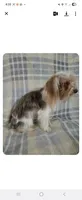 Milo, a male Yorkshire Terrier for sale in Blackwell, OK – Photo 4 of 4