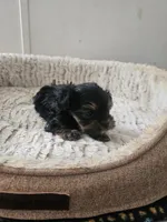 Lilly, a female Yorkshire Terrier for sale in Blackwell, OK – Photo 2 of 10